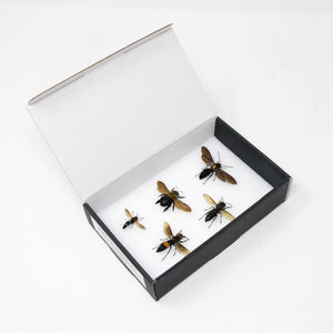 A Collection of Bees & Wasps (Hymenoptera) inc. Scientific Collection Data, A1 Quality, Entomology, Real Insect Specimens #SE22