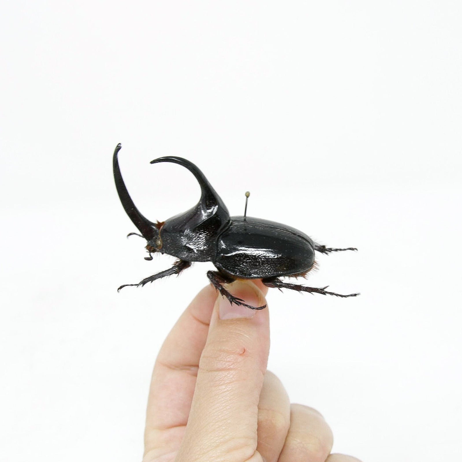 Enema pan 59.7mm, A1 Real Beetle Pinned Set Specimen, Entomology Taxidermy #OC19