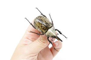 Dynastinae sp. 56.5mm NO DATA, A1 Real Beetle Pinned Set Specimen, Entomology Taxidermy #OC22