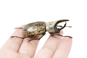 Dynastinae sp. 56.5mm NO DATA, A1 Real Beetle Pinned Set Specimen, Entomology Taxidermy #OC22