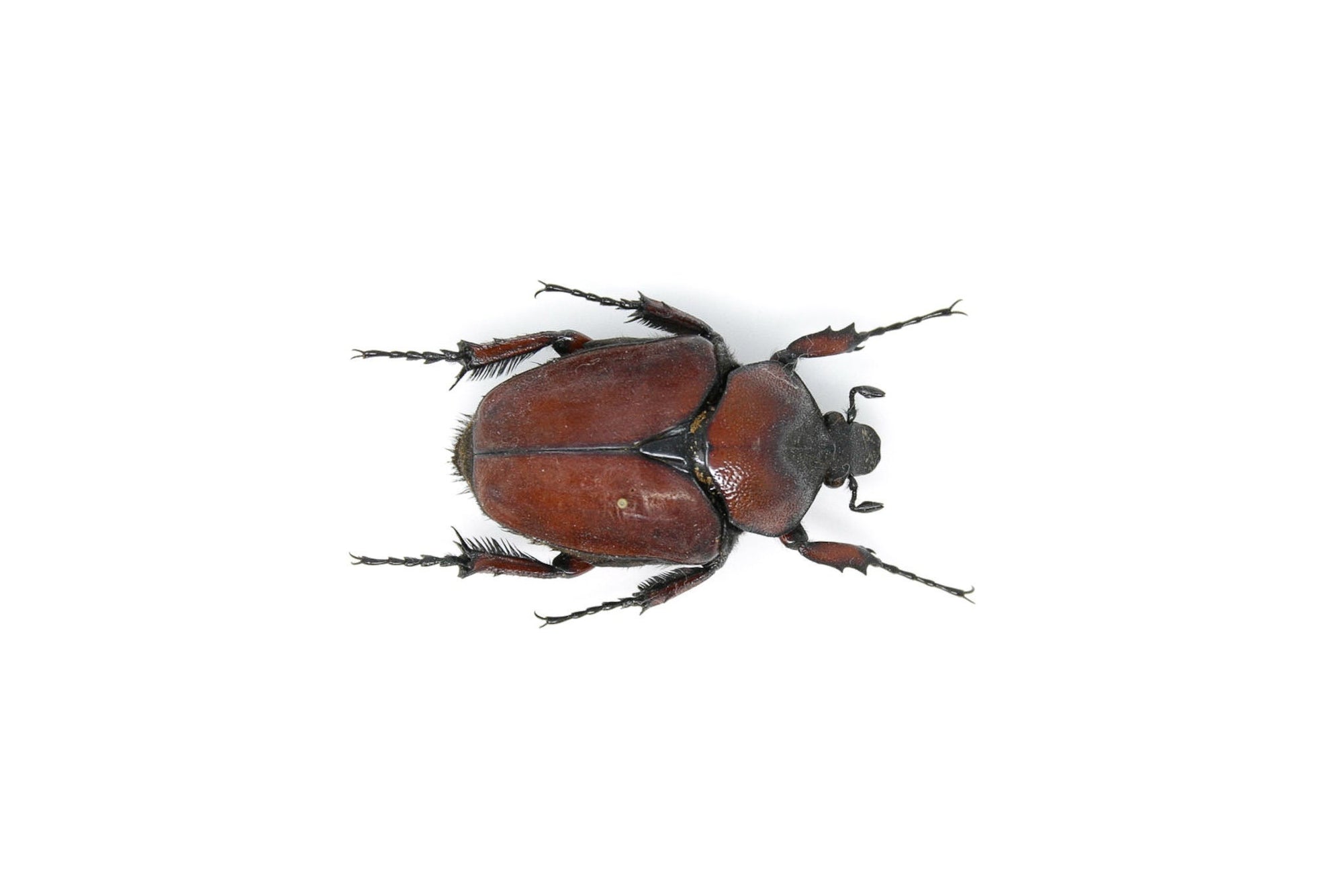 Fornasinius russus 53.2mm, A1 Real Beetle Pinned Set Specimen, Entomology Taxidermy #OC26