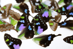 Loose Butterfly Wings (24) Purple Spotted Swallowtail (Graphium weiskei) Real Insects for Artistic Creation
