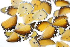 Loose Butterfly Wings (24) African Monarch (Danaus chrysippus) Real Insects for Artistic Creation