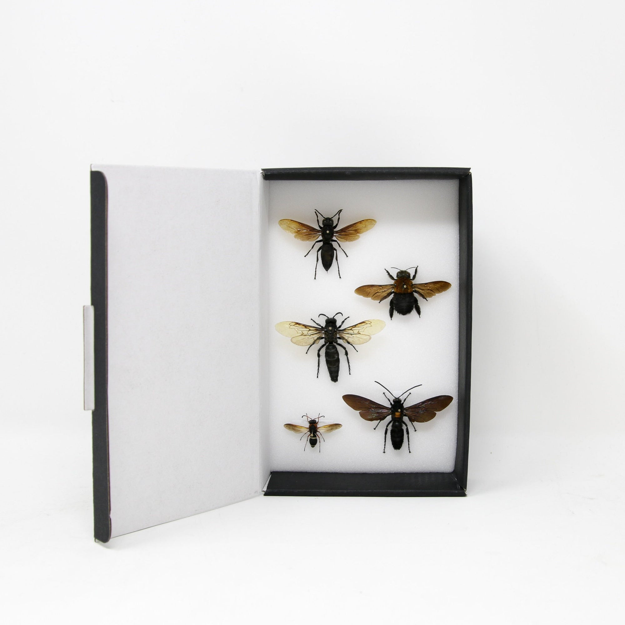 A Collection of Pinned Bees & Wasps (Hymenoptera)  inc. Scientific Collection Data, A1 Quality, Vintage Specimens (#SKU23)