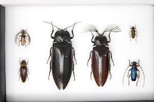 A Collection of Real Exotic Beetles (Coleoptera) inc. Scientific Collection Data, A1 Quality, Entomology, Real Insect Specimens #SE25