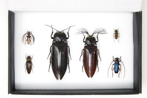 A Collection of Real Exotic Beetles (Coleoptera) inc. Scientific Collection Data, A1 Quality, Entomology, Real Insect Specimens #SE25