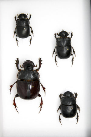 A Collection of Real Scarab Beetles, Giant Dung Beetles (Coleoptera) inc. Scientific Collection Data, A1 Quality, Entomology #SE26