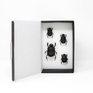 A Collection of Real Scarab Beetles, Giant Dung Beetles (Coleoptera) inc. Scientific Collection Data, A1 Quality, Entomology #SE26