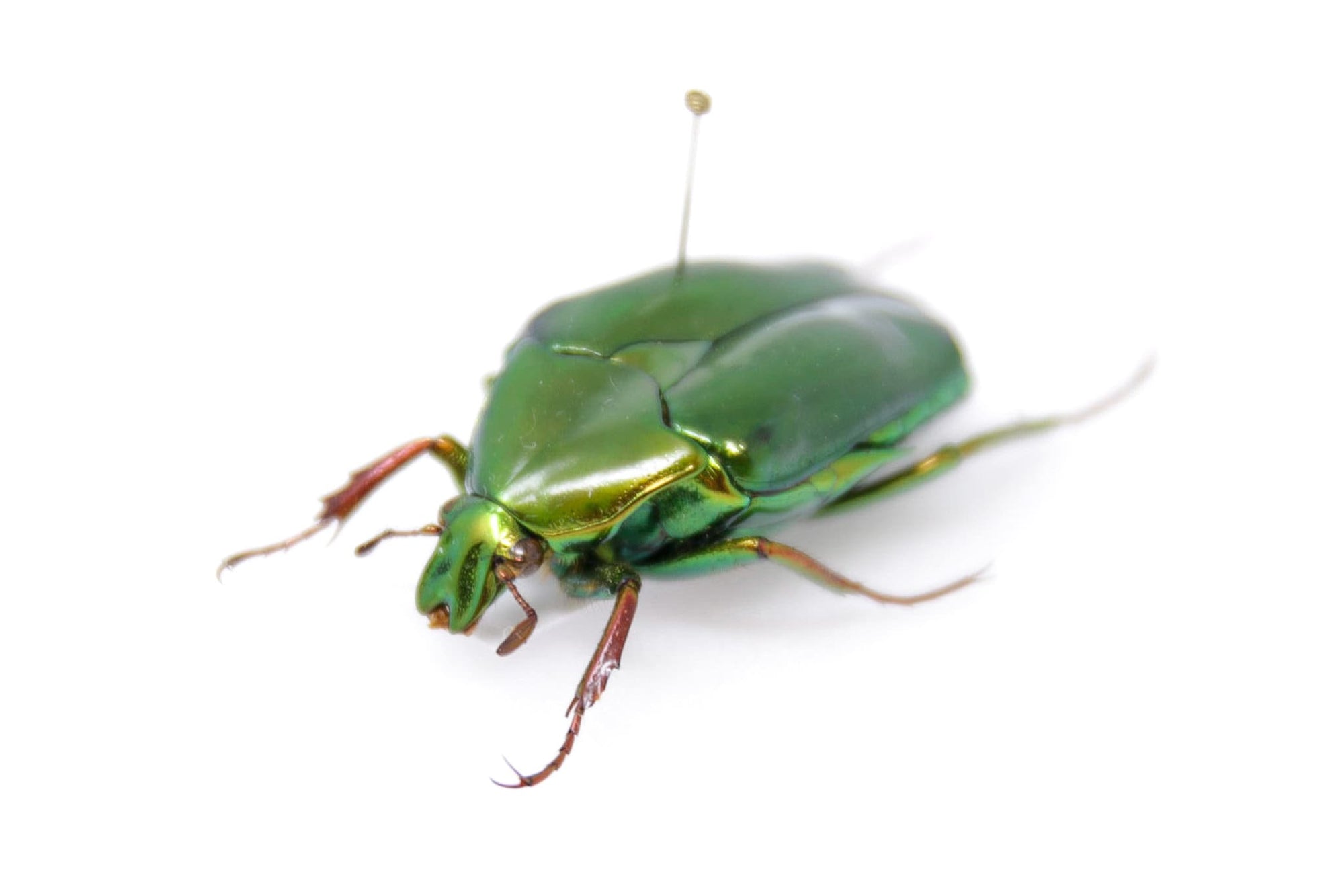 Psedochalcotha virens 32.2mm, Sumatra, A1 Real Beetle Pinned Set Specimen, Entomology Taxidermy #OC35