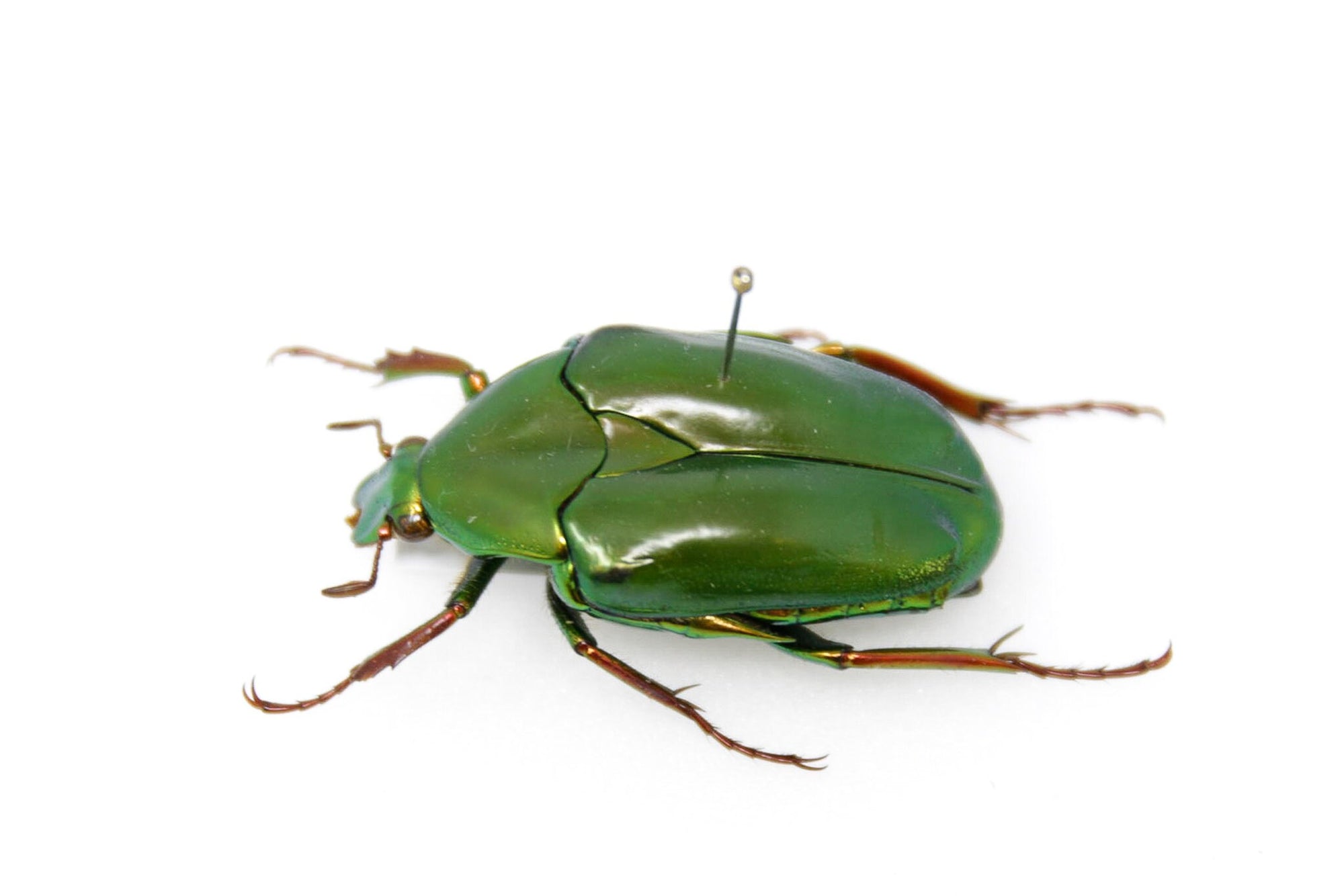 Psedochalcotha virens 32.2mm, Sumatra, A1 Real Beetle Pinned Set Specimen, Entomology Taxidermy #OC35
