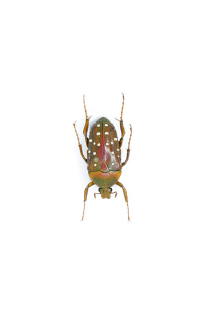 Stephanorrhina tibilis, A1 Real Beetle Pinned Set Specimen, Entomology Taxidermy #OC37