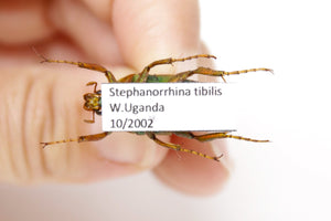 Stephanorrhina tibilis, A1 Real Beetle Pinned Set Specimen, Entomology Taxidermy #OC37