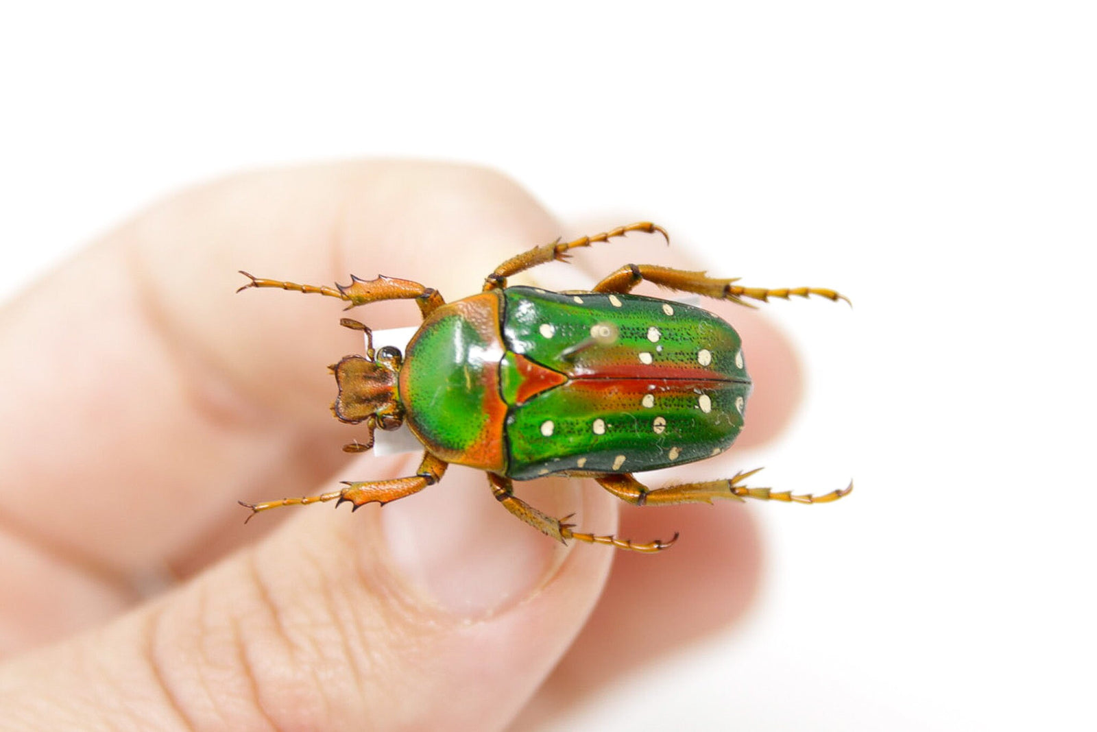Stephanorrhina guttata 25.8mm, A1 Real Beetle Pinned Set Specimen, Entomology Taxidermy #OC38