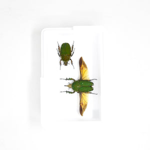 A Collection of Real Scarab Beetles (Coleoptera) inc. Scientific Collection Data, A1 Quality, Entomology, Real Insect Specimens  #SE28
