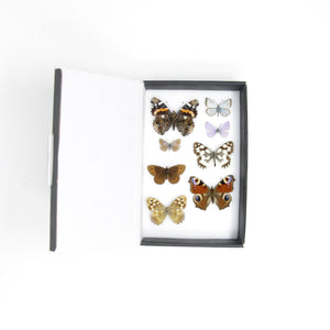 A Collection of Palearctic Butterflies with Scientific Collection Data, A1 Quality, Entomology, Real Lepidoptera Specimens #SE12