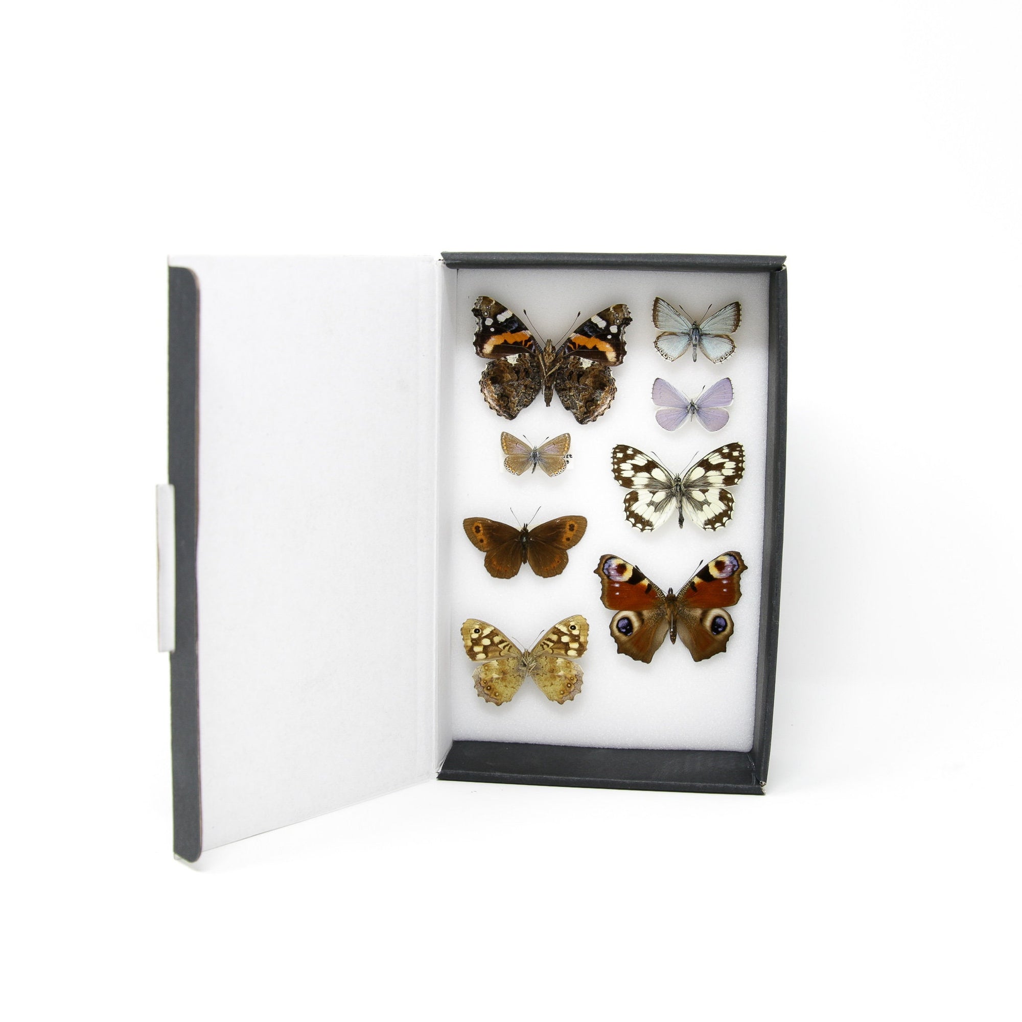 A Collection of Palearctic Butterflies with Scientific Collection Data, A1 Quality, Entomology, Real Lepidoptera Specimens #SE12