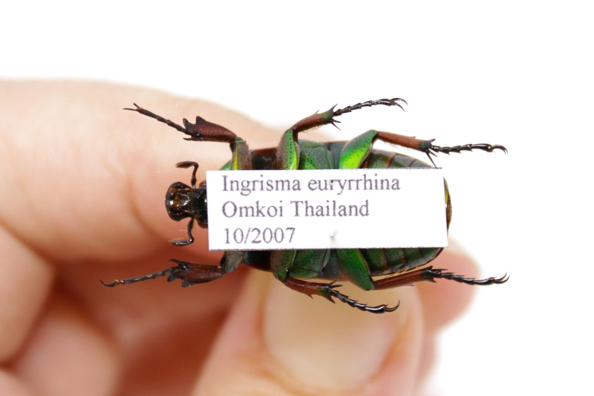 Ingrisma euryrrhina 26.5mm, A1 Real Beetle Pinned Set Specimen, Entomology Taxidermy #OC41