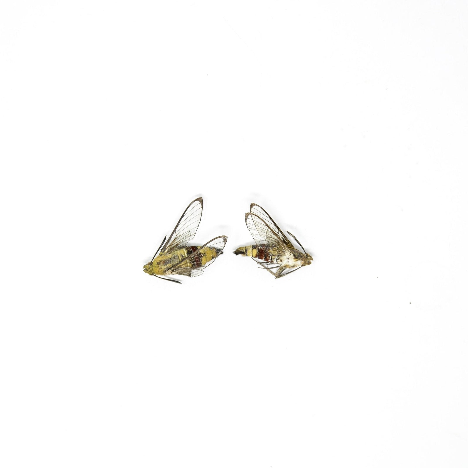 TWO (2) Coffee Bee Hawk Moths (Cephonodes hylas) Real Entomology Art Specimens A1