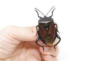 Euthenestes robustus 39.6m, A1 Real Beetle Pinned Set Specimen, Entomology Taxidermy #OC30