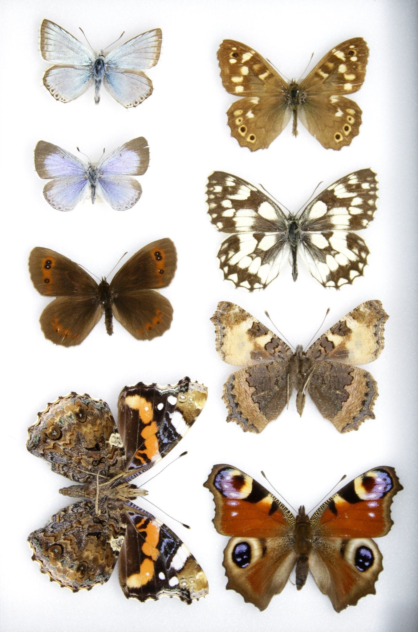A Collection of Palearctic Butterflies with Scientific Collection Data, A1 Quality, Entomology, Real Lepidoptera Specimens #SE14