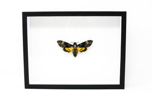A Perfect Deaths Head Hawk Moth Real Specimen A1 | Acherontia atropos, Museum Entomology Box Frame | 12x9x2 inch (#DH05)