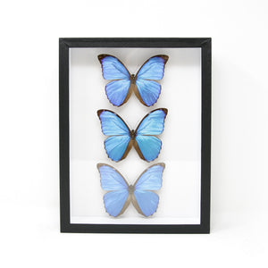 Real Blue Morpho Butterflies from Peru (Morpho menelaus) Pinned Specimens | Museum Entomology Box Frame | 12x9x2 inch