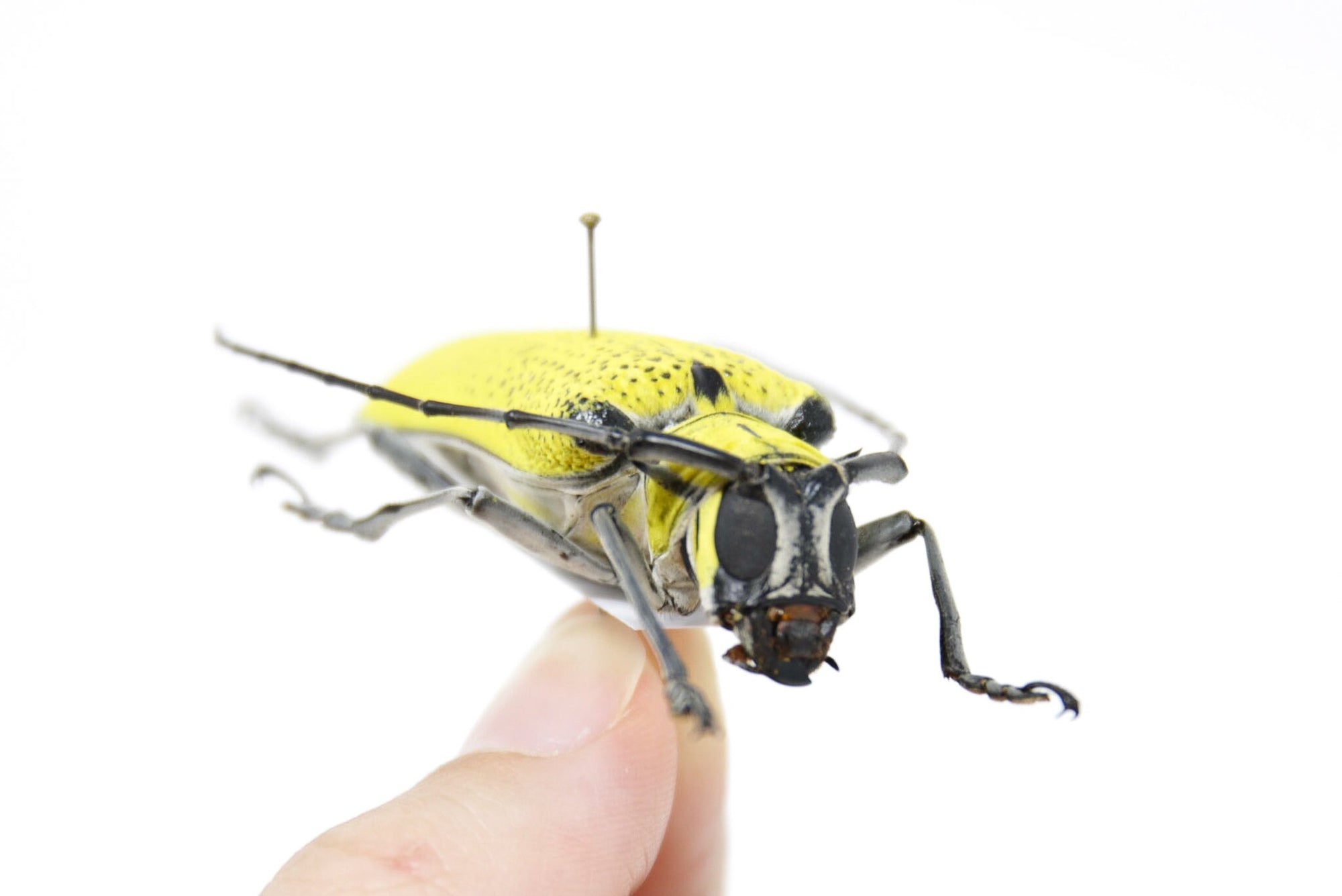 Celosterna pollinosa 51.6mm, A1 Real Beetle Pinned Set Specimen, Entomology Taxidermy #OC42