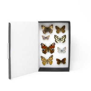 A Collection of Palearctic Butterflies with Scientific Collection Data, A1 Quality, Entomology, Real Lepidoptera Specimens #SE15