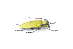 Celosterna pollinosa 52.5mm, A1 Real Beetle Pinned Set Specimen, Entomology Taxidermy #OC43