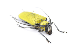 Celosterna pollinosa 52.5mm, A1 Real Beetle Pinned Set Specimen, Entomology Taxidermy #OC43