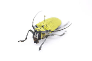 Celosterna pollinosa 44.6mm, A1 Real Beetle Pinned Set Specimen, Entomology Taxidermy #OC45