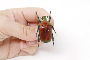 Torynorrhina flammea 32.6mm, Thailand, A1 Real Beetle Pinned Set Specimen, Entomology Taxidermy #OC47