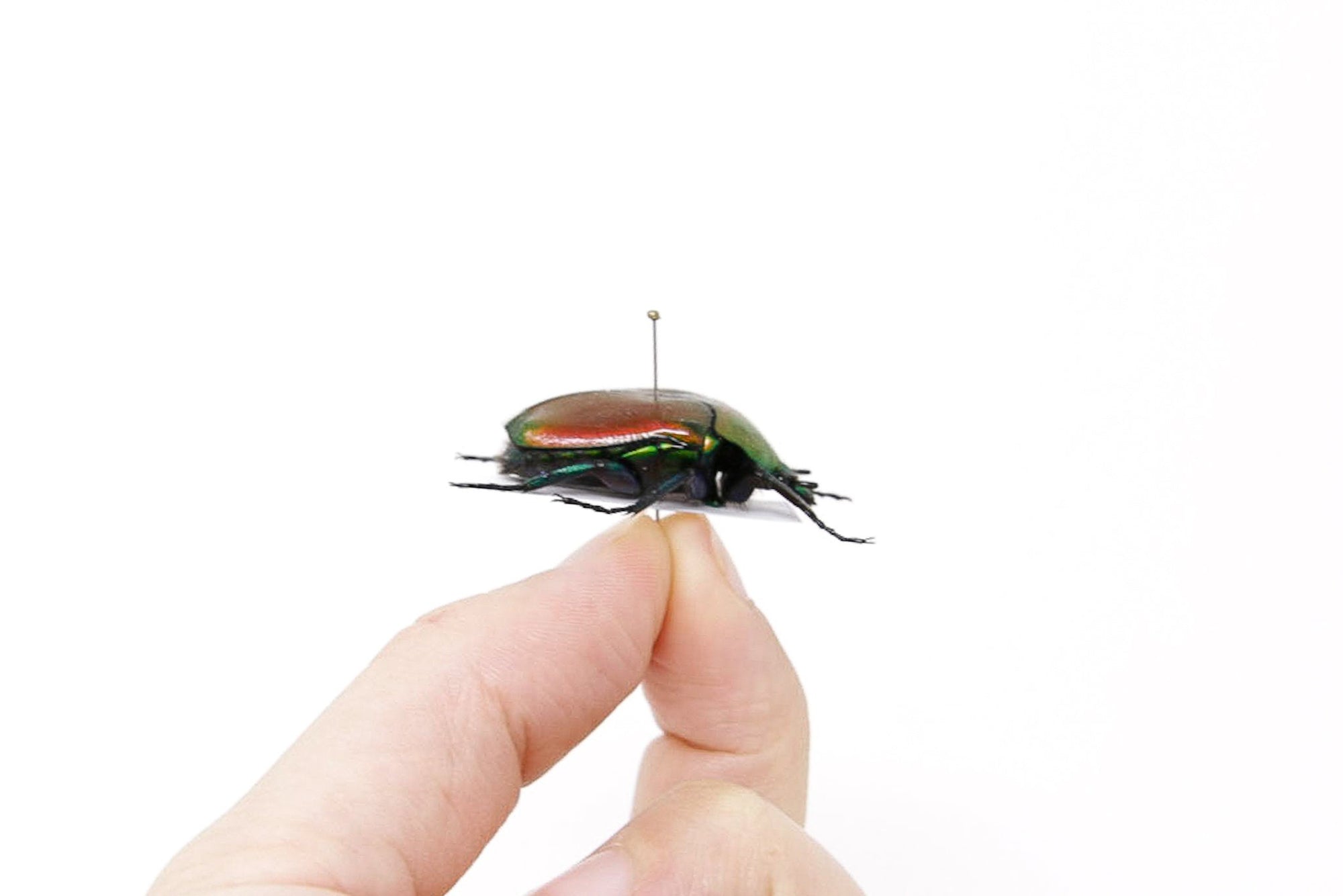 Torynorrhina flammea 30.7mm Thailand, A1 Real Beetle Pinned Set Specimen, Entomology Taxidermy #OC48