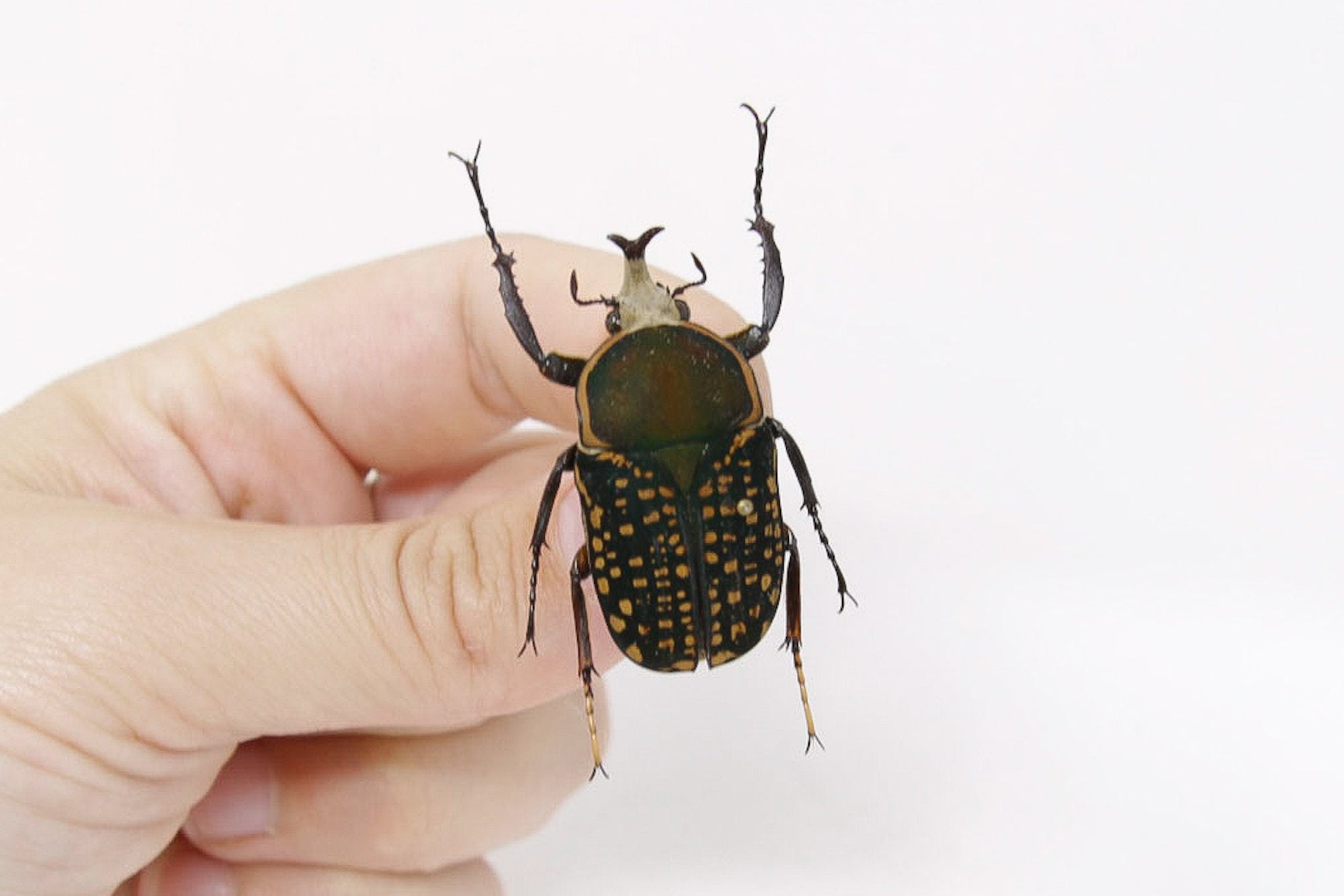 Megalorrhina harrisi 38.3m, West Uganda, A1 Real Beetle Pinned Set Specimen, Entomology Taxidermy #OC51