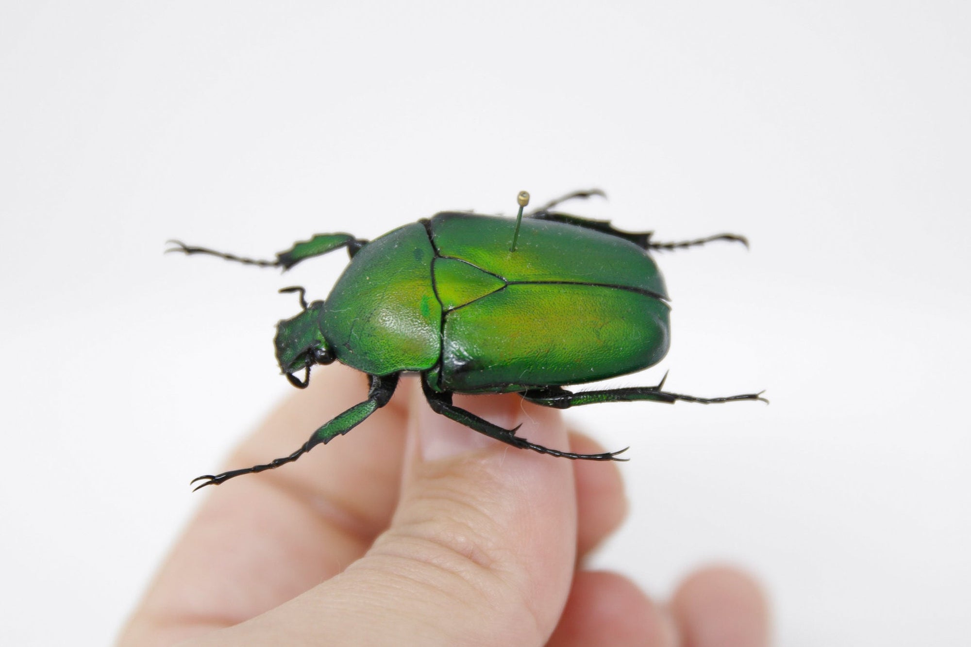 Dicronorhina micans 38.2m, A1 Real Beetle Pinned Set Specimen, Entomology Taxidermy #OC52