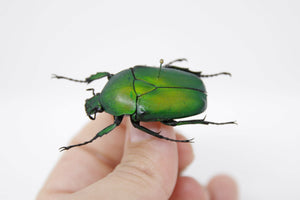 Dicronorhina micans 38.2m, A1 Real Beetle Pinned Set Specimen, Entomology Taxidermy #OC52