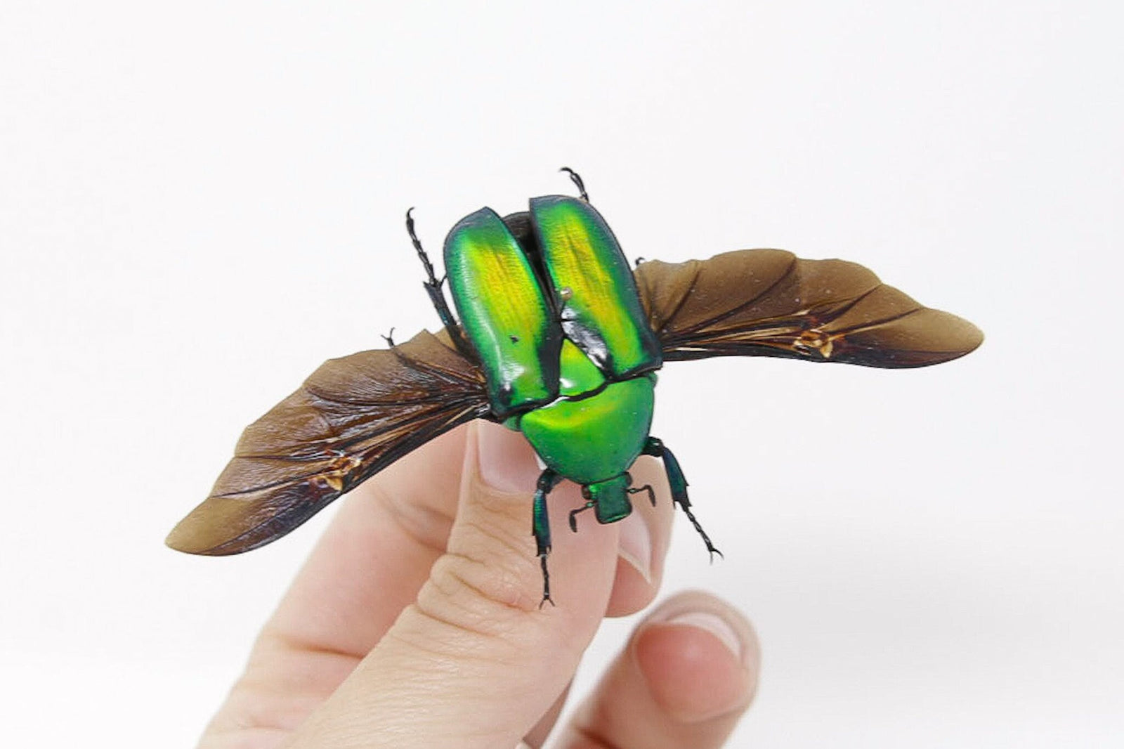 Rhomborrhina gigantea 35.2mm, A1 Real Beetle Pinned Set Specimen, Entomology Taxidermy #OC54