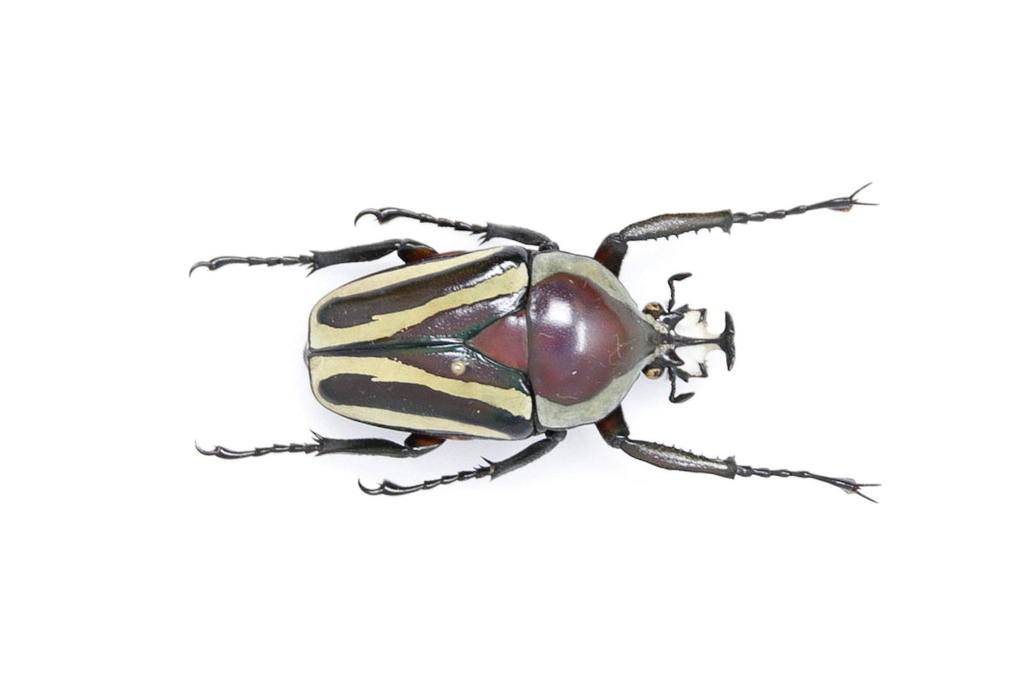 Dicronorhina derbyana 41.6mm, A1 Real Beetle Pinned Set Specimen, Entomology Taxidermy #OC55