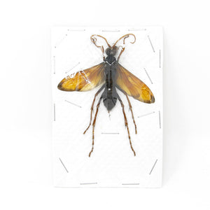 Giant Parasitic Wasp, Real Preserved Specimen, Entomology Taxidermy, Insect Art Supplies (SKU#HY01)