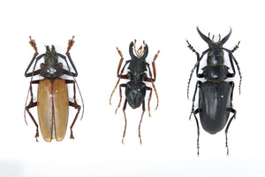 A Collection of Real Longhorned Beetles (Coleoptera) Inc. Scientific Collection Data, A1 Quality, Entomology, Real Insect Specimens #SE39