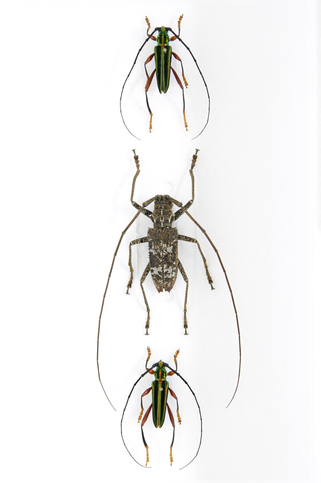 A Collection of Real Longhorned Beetles (Coleoptera) Inc. Scientific Collection Data, A1 Quality, Entomology, Real Insect Specimens #SE40