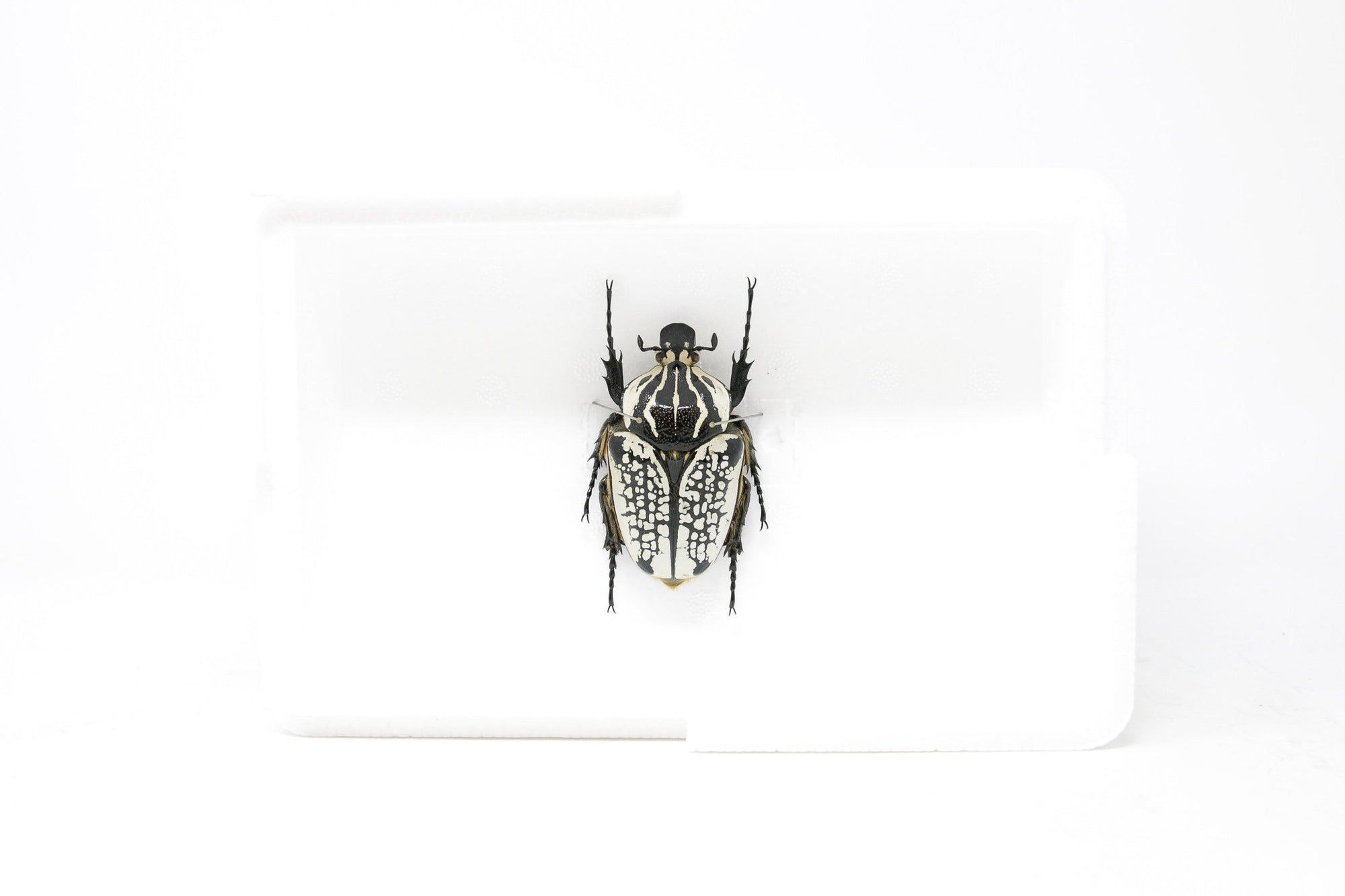 A Real Giant Goliath Beetle (Coleoptera) A1 Quality SET SPECIMENS, Entomology Set #SE42