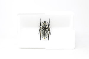 A Real Giant Goliath Beetle (Coleoptera) A1 Quality SET SPECIMENS, Entomology Set #SE42