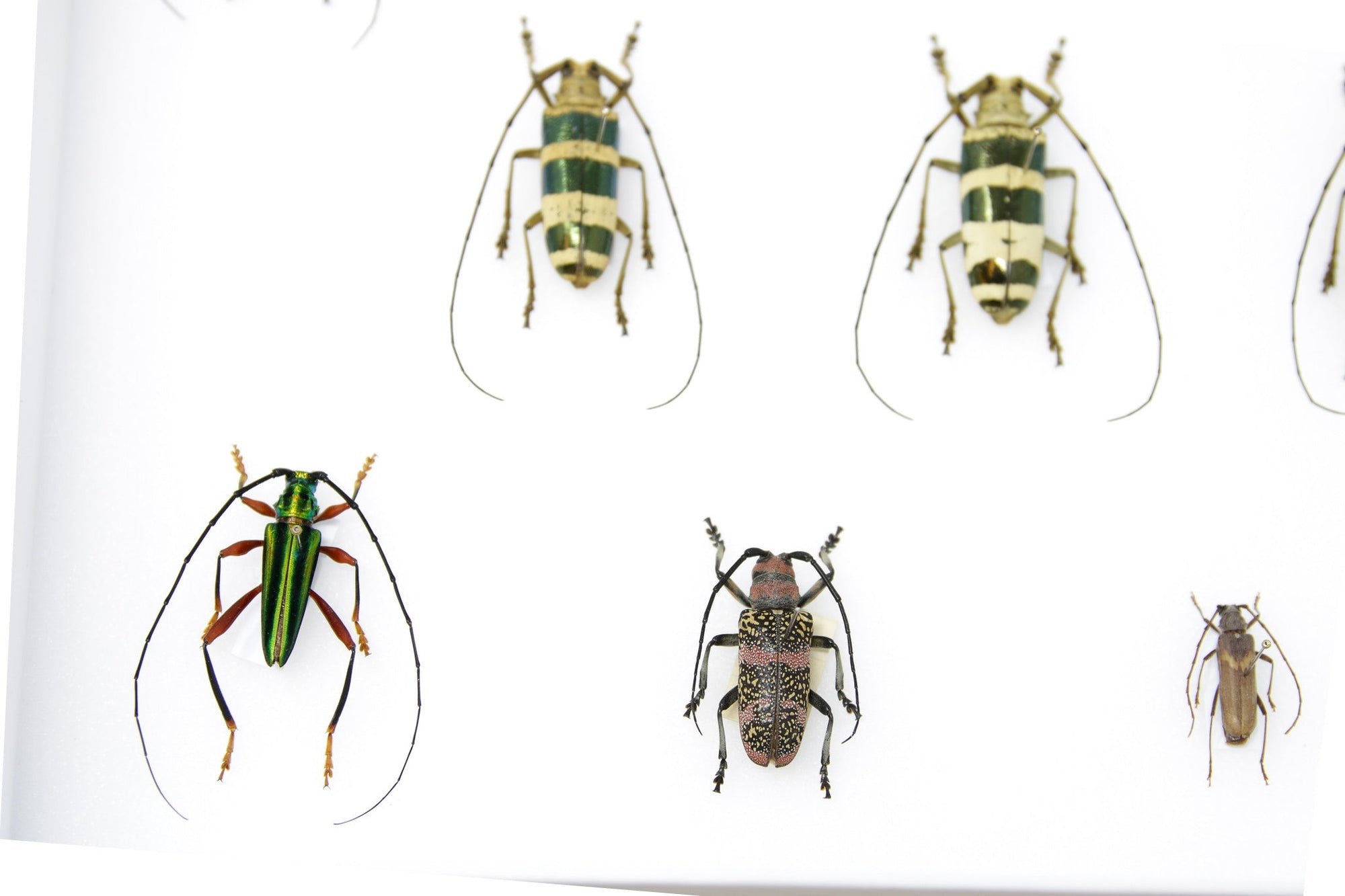 Very Fine Quality Pinned Insect Collection with Scientific Data | A1 B ...