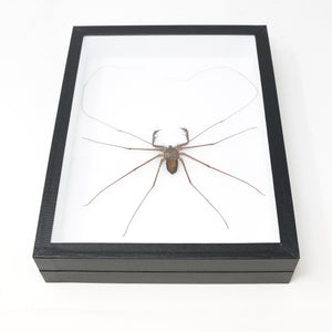 Very Fine Quality Pinned Insect Collection with Scientific Data | A1 Beetle Specimens in a Museum Entomology Box Frame | 12x9x2 inch (SKU19)