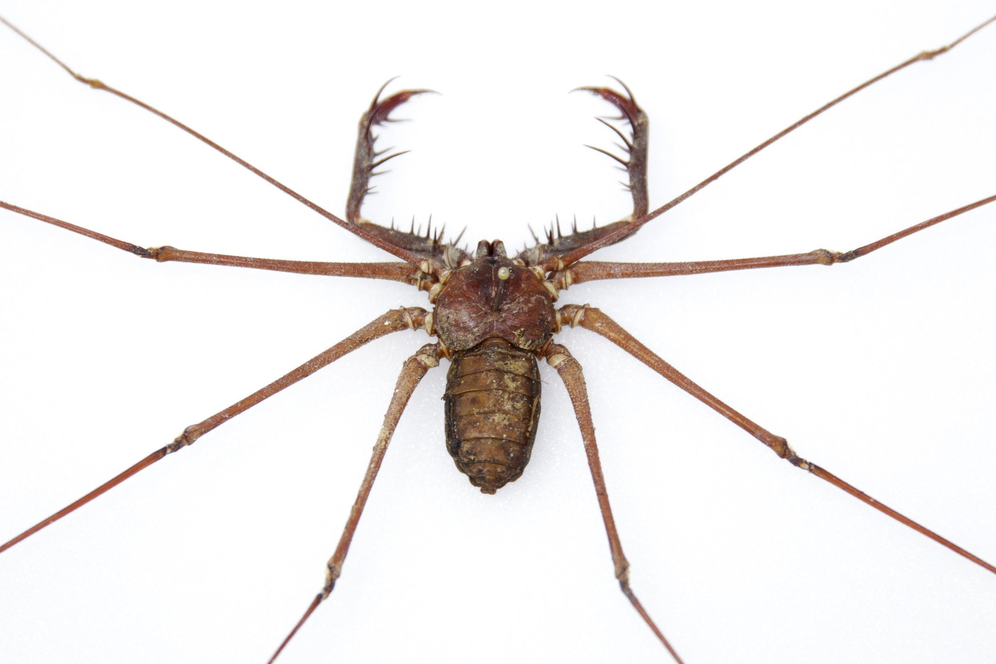 Very Fine Quality Pinned Insect Collection with Scientific Data | A1 B ...