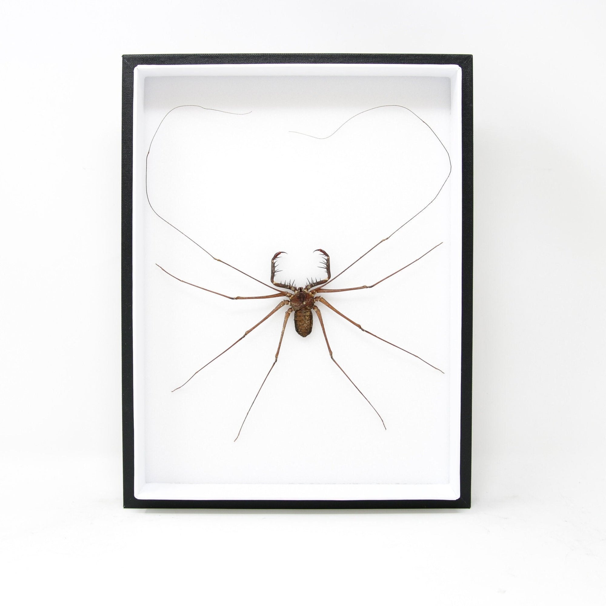 Very Fine Quality Pinned Insect Collection with Scientific Data | A1 Beetle Specimens in a Museum Entomology Box Frame | 12x9x2 inch (SKU19)
