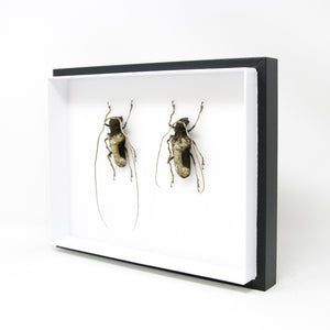 Very Fine Quality Pinned Insect Collection with Scientific Data | A1 Beetle Specimens in a Museum Entomology Box Frame | 12x9x2 inch