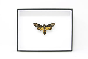 A Perfect Deaths Head Hawk Moth Real Specimen A1 | Acherontia atropos, Museum Entomology Box Frame | 12x9x2 inch (#DH04)