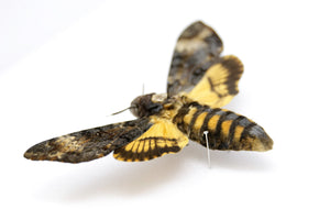 A Perfect Deaths Head Hawk Moth Real Specimen A1 | Acherontia atropos, Museum Entomology Box Frame | 12x9x2 inch (#DH04)